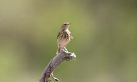 Tree Pipit, Crabtree Hill, June 2014