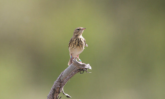 Tree Pipit, Crabtree Hill, June 2014