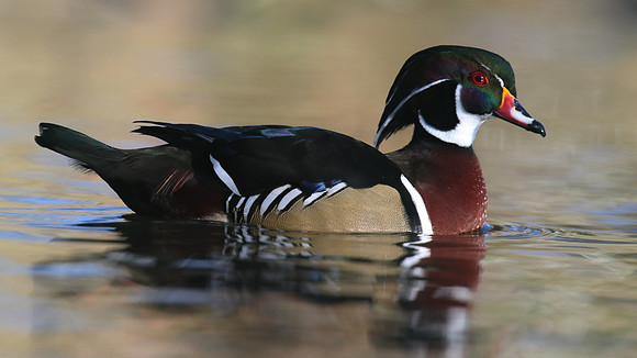 American Wood Duck, Winterbourne, January 2016