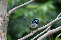 Superb Fairy Wren