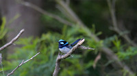 Superb Fairy Wren