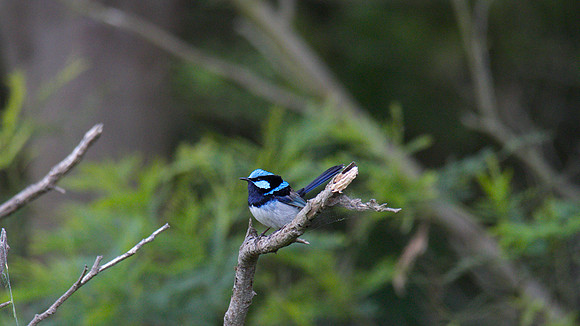 Superb Fairy Wren