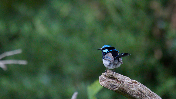 Superb Fairy Wren