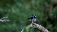 Superb Fairy Wren