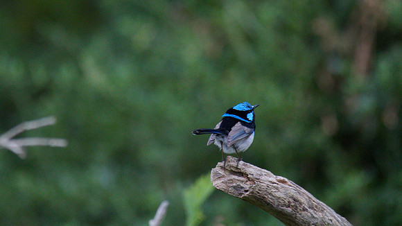 Superb Fairy Wren