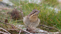 Wryneck, Berkley 2013