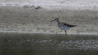 Wood Sandpiper