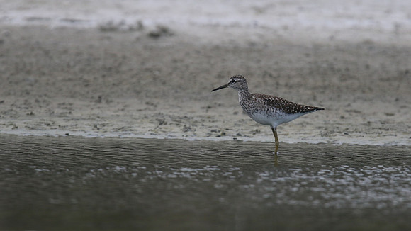 Wood Sandpiper, Limassol Salt Lake, May 2016
