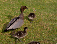 Wood Duck, Melbourne, November 2013