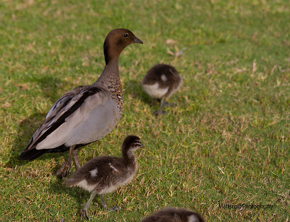 Wood Duck, Melbourne, November 2013