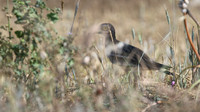 Stone Curlew