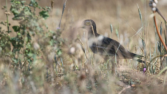 Stone Curlew, Kiti, Cyprus, April 2016