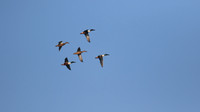 Northern Shoveler