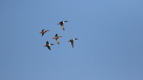 Northern Shoveler, Larnaca Sewage Works, April 2016