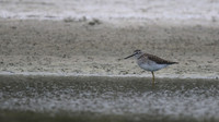 Wood Sandpiper, Limassol Salt Lake, May 2016