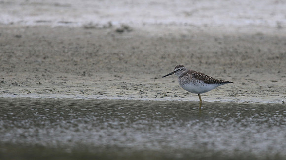 Wood Sandpiper, Limassol Salt Lake, May 2016