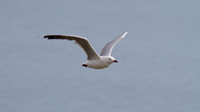 Silver Gull, Cairns, November 2013