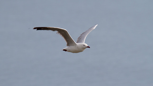 Silver Gull, Cairns, November 2013