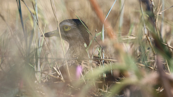 Stone Curlew, Kiti, Cyprus, April 2016