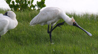 Royal Spoonbill, Cairns 2013