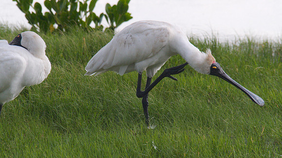 Royal Spoonbill, Cairns 2013