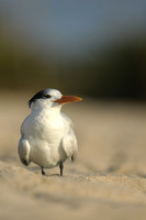Royal Tern, Fort Lauderdale Beach, February 2020