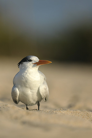 Royal Tern, Fort Lauderdale Beach, February 2020