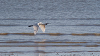 Royal Spoonbill, Cairns 2013