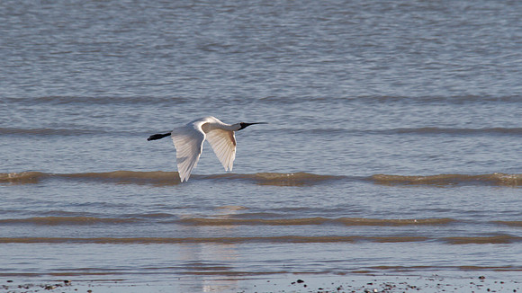 Royal Spoonbill, Cairns 2013