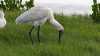Royal Spoonbill, Cairns 2013