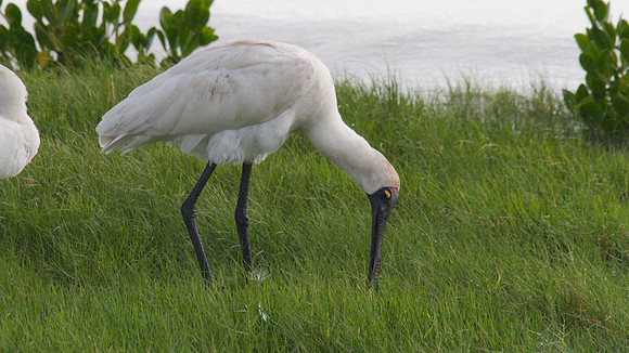 Royal Spoonbill, Cairns 2013