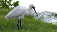 Royal Spoonbill, Cairns 2013