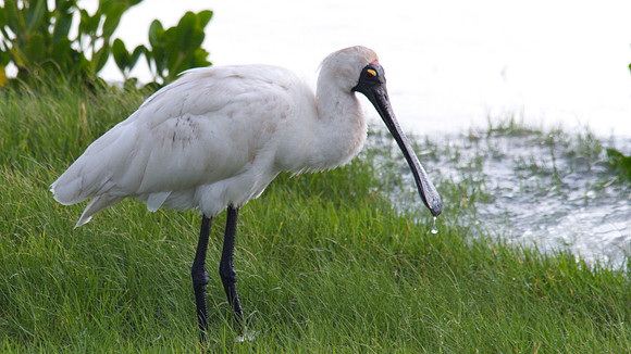 Royal Spoonbill, Cairns 2013