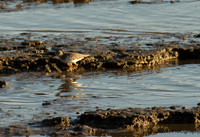 Terek Sandpiper, Cairns November 2013