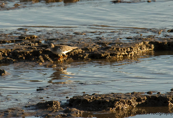 Terek Sandpiper, Cairns November 2013