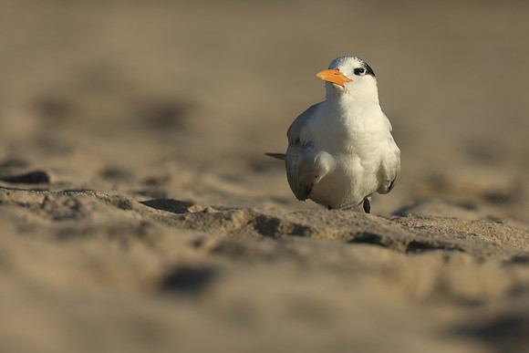 Royal Tern, Fort Lauderdale Beach, February 2020