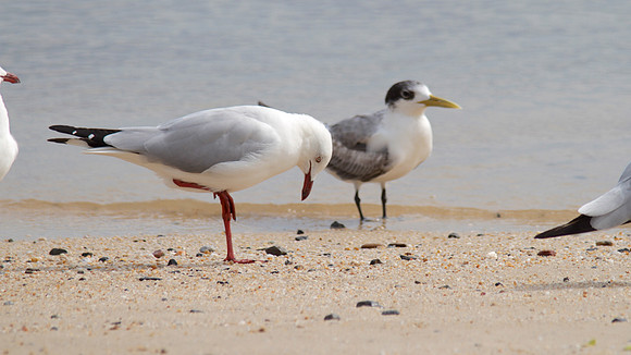 Silver Gull, Cairns, November 2013