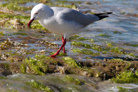 Silver Gull