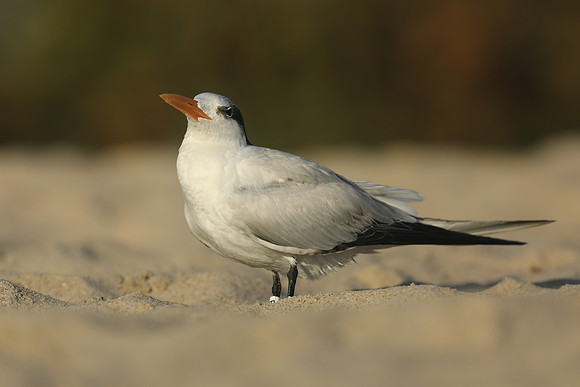 Royal Tern, Fort Lauderdale Beach, February 2020