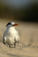 Royal Tern, Fort Lauderdale Beach, February 2020