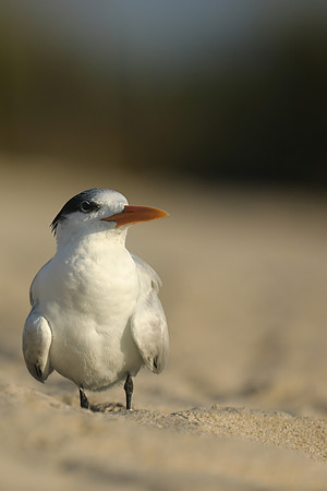 Royal Tern, Fort Lauderdale Beach, February 2020