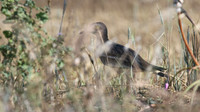 Stone Curlew, Kiti, Cyprus, April 2016