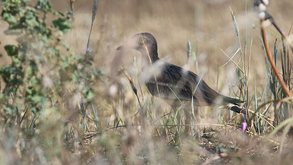 Stone Curlew, Kiti, Cyprus, April 2016