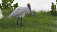 Royal Spoonbill, Cairns 2013