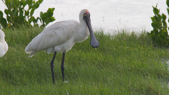 Royal Spoonbill, Cairns 2013