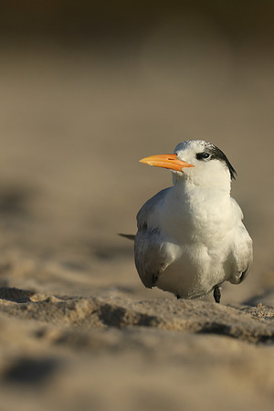 Royal Tern, Fort Lauderdale Beach, February 2020