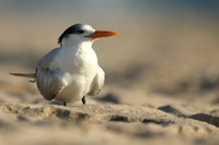 Royal Tern, Fort Lauderdale Beach, February 2020