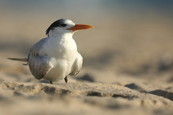 Royal Tern, Fort Lauderdale Beach, February 2020