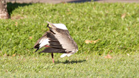Masked Lapwing, Cairns 2013