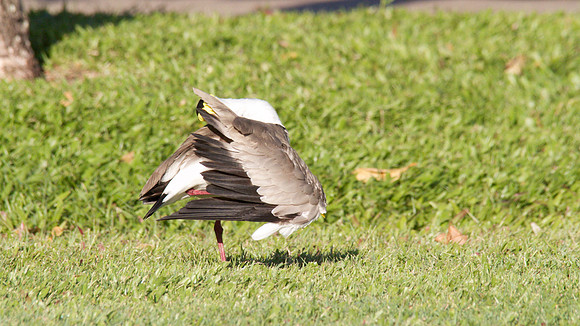 Masked Lapwing, Cairns 2013